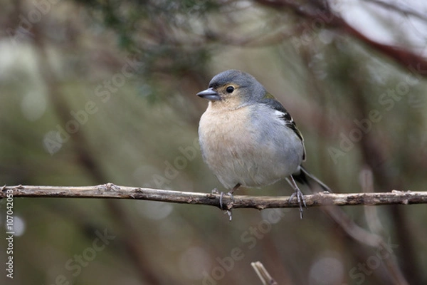 Fototapeta Chaffinch, Fringilla coelebs maderensis