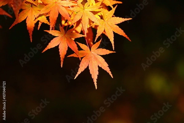 Fototapeta 燃える秋