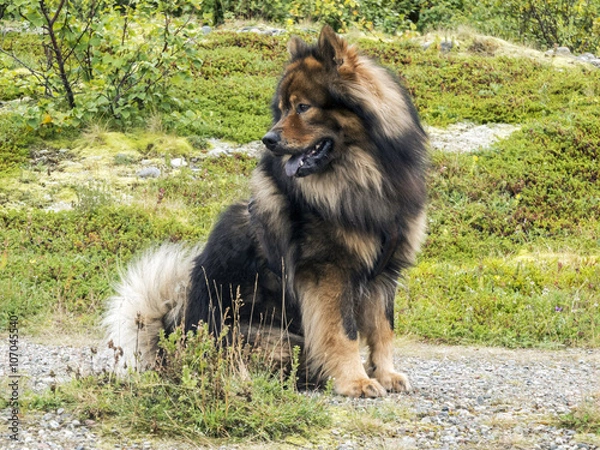 Obraz Eurasier/ein Eurasier im Sitzen in der Natur