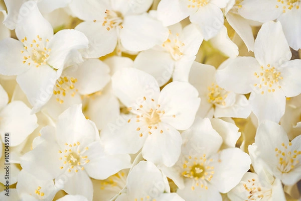 Obraz Jasmine flowers, close up