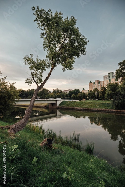 Fototapeta trees on the river
