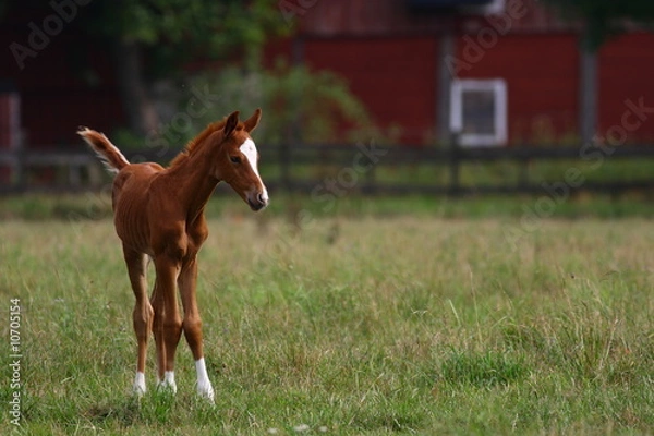 Obraz Foal