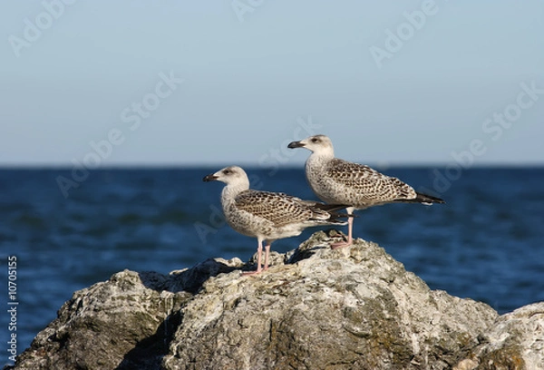 Obraz Larus argentatus Herring Gull