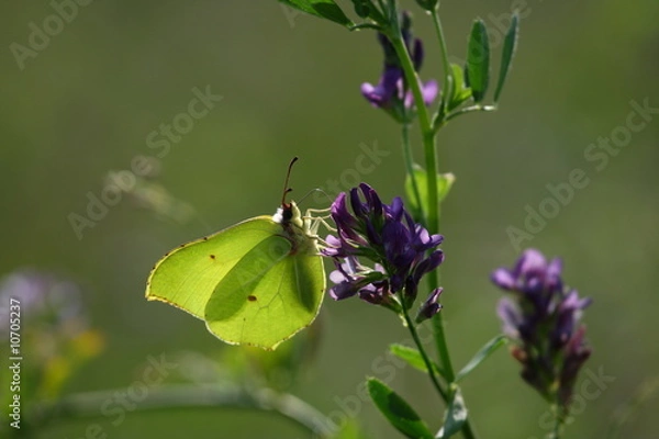 Obraz The Brimstone butterfly