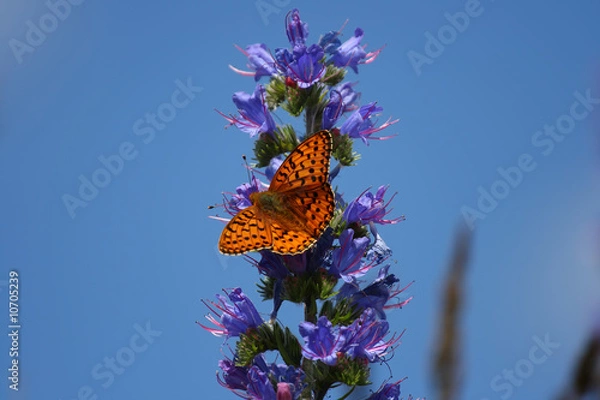 Obraz Fritillary