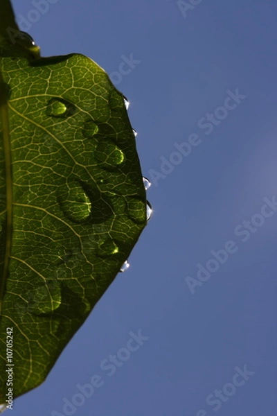 Obraz Green leaf with raindrops