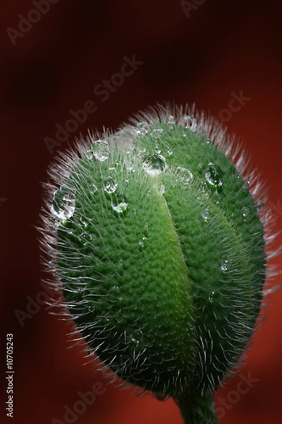 Obraz Poppy seedpod
