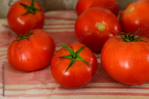 Fototapeta Freshly harvested tomatoes gathered on a soft cloth at a rustic kitchen table during the afternoon light