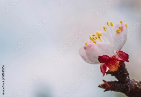 Fototapeta Plum flower macro shot with copy space