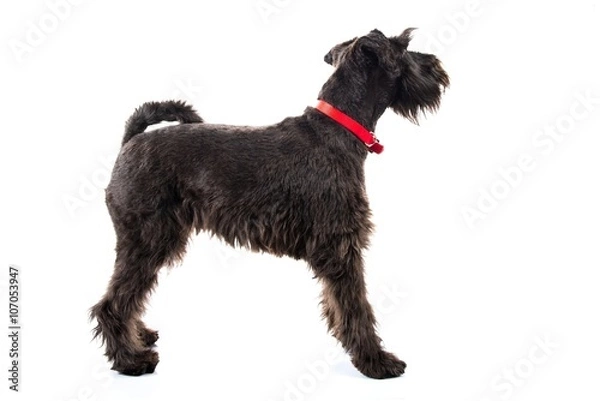 Obraz Small black dog