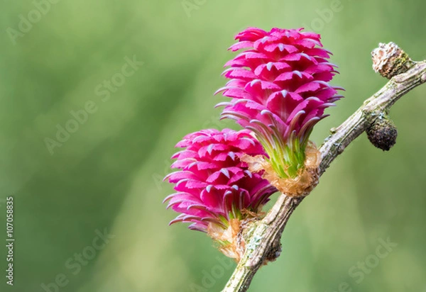 Fototapeta Blütenstände einer Lärche