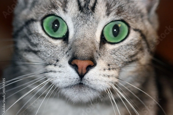 Obraz Green Eyed Cat