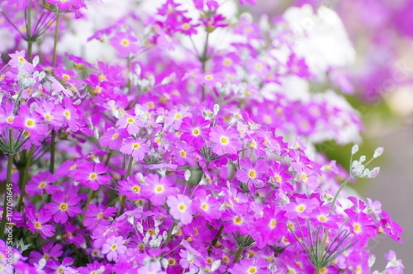 Obraz プリムラ・マラコイデス