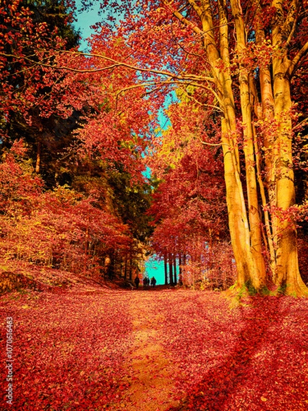 Obraz Forest path in colourful autumn forest 
