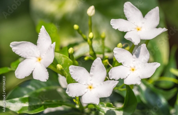 Obraz White Sampaguita Jasmine or Arabian Jasmine.