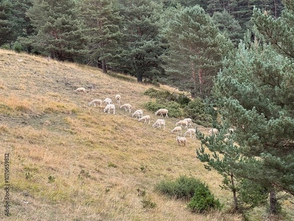 Fototapeta Pastos del pirineo