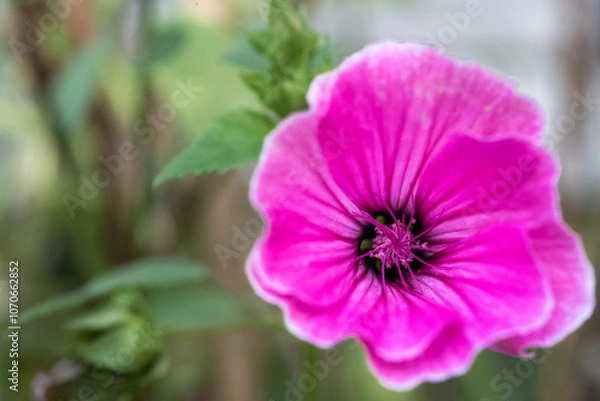 Obraz Hollyhock