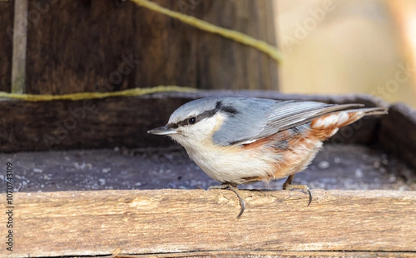 Obraz Nuthatch