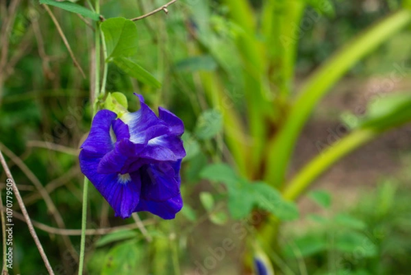 Obraz Deep Blue Hues of the Thai Butterfly Pea