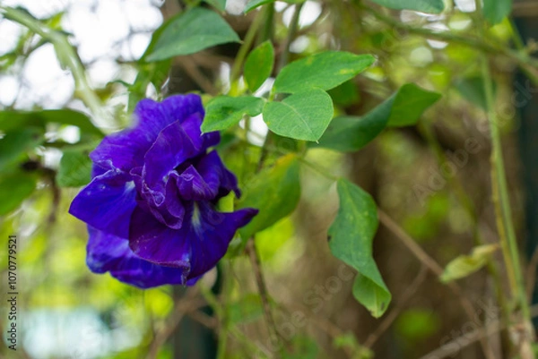 Obraz Deep Blue Hues of the Thai Butterfly Pea