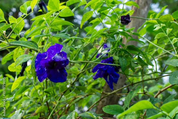 Obraz Butterfly Pea Blossom After the Rain