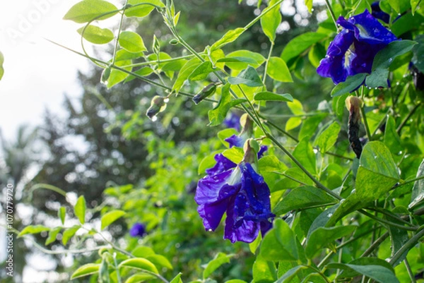 Obraz Butterfly Pea Blossom After the Rain