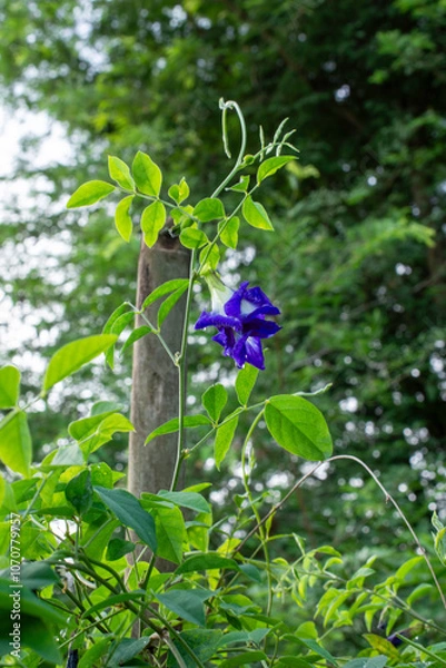 Obraz Butterfly Pea Blossom After the Rain