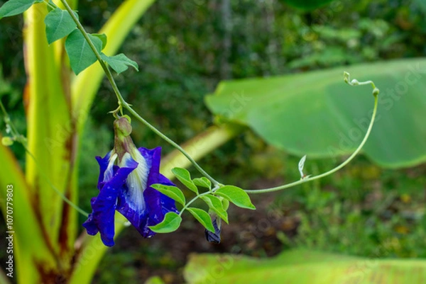 Obraz Butterfly Pea Blossom After the Rain