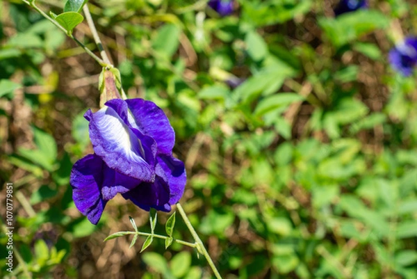 Obraz Detailed Butterfly Pea Flower on a Clean White Background