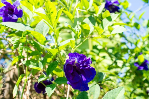Obraz Deep Blue Hues of the Thai Butterfly Pea