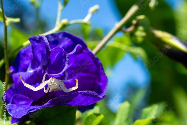 Obraz Spider Nestled in the Butterfly Pea Blossom