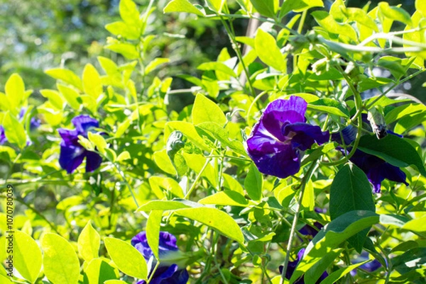 Obraz Deep Blue Hues of the Thai Butterfly Pea