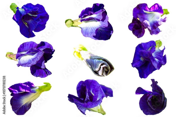 Obraz Detailed Butterfly Pea Flower on a Clean White Background