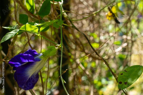 Obraz Deep Blue Hues of the Thai Butterfly Pea