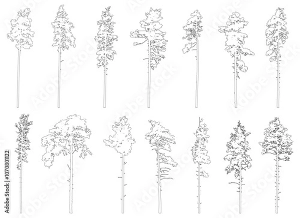 Fototapeta Contour of tall coniferous trees, set of beautiful pine trees. Vector illustration.