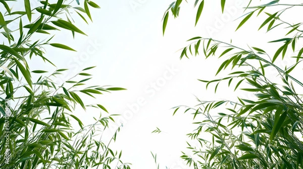 Obraz A low angle view of green grass blades against a white sky.