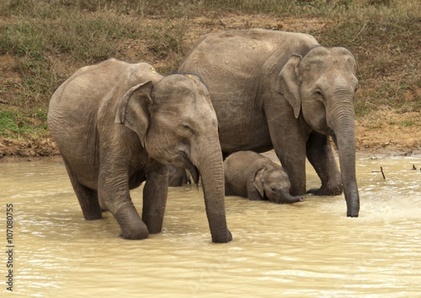 Fototapeta Elephants