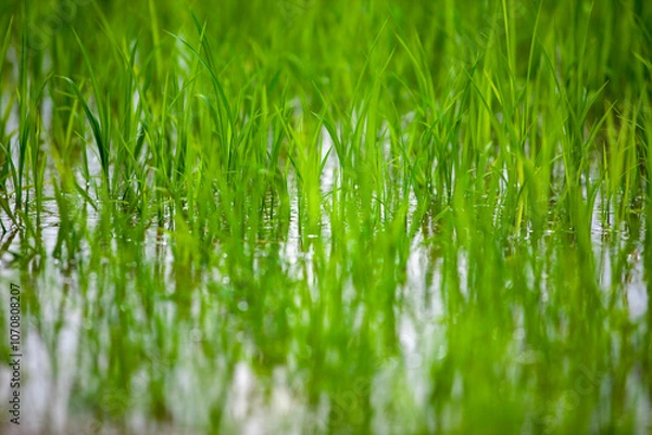 Fototapeta Young rice plants sprout in a lush, vibrant green paddy, reflecting beautifully on the water’s surface. The image captures the tranquility of early growth in a flooded field
