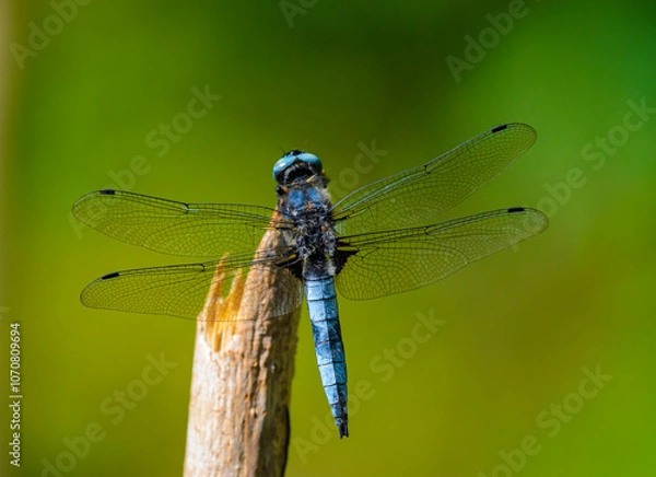 Obraz blue dragonfly