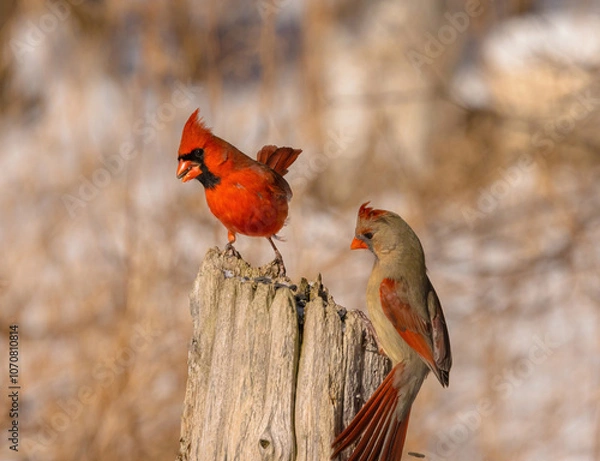 Obraz Two Northern Cardinals On A Tree Stump