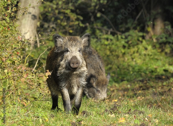 Obraz scrofa running on a green grass
