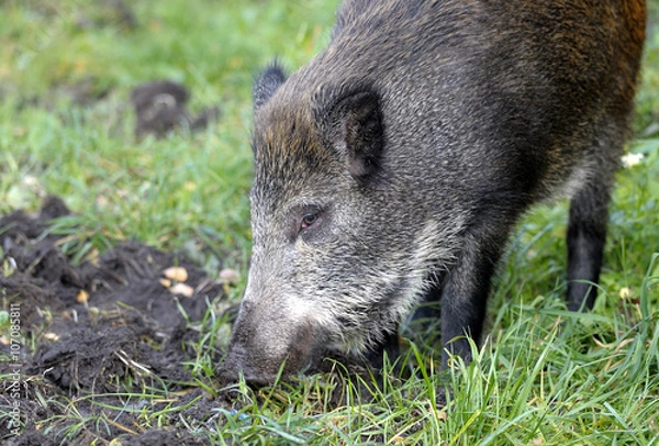 Obraz scrofa running on a green grass
