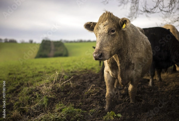 Fototapeta Charolais and Limousin Cattle. Cotswolds, UK
