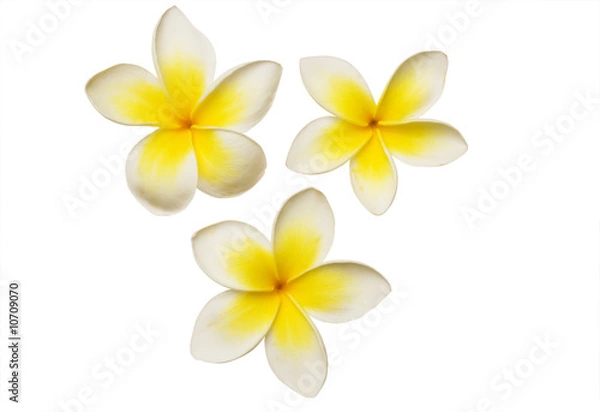 Obraz Three frangipanis