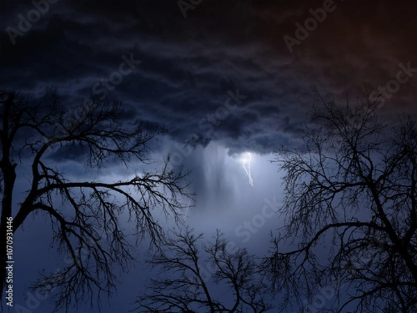 Obraz trees in shadow during a storm