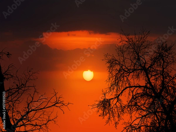 Obraz trees in twilight at sunset
