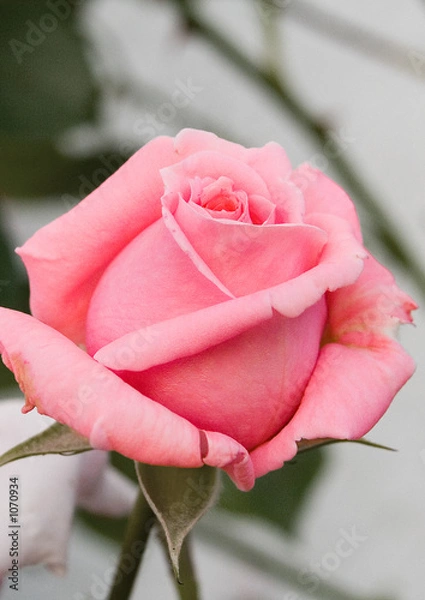 Fototapeta blüte von rose