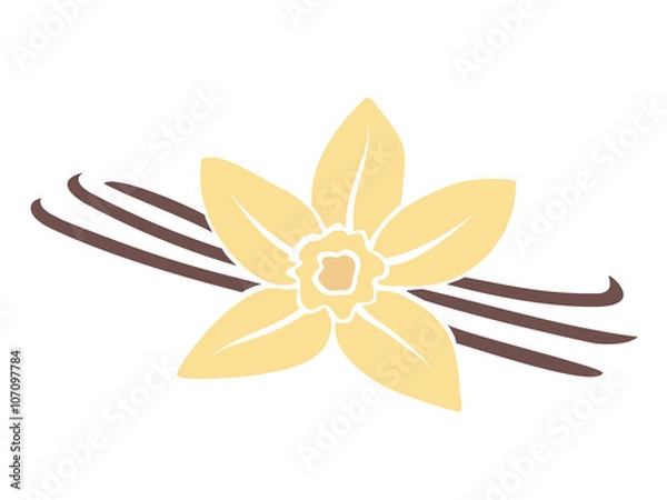 Obraz Vanilla flower isolated on white background.