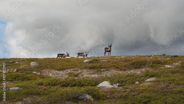 Obraz Encountering herd of reindeers on horizon migrating through harsh nordic grassy tundra, when hiking in swedish lapland wilderness of Kungsleden trail during moody autumn weather.