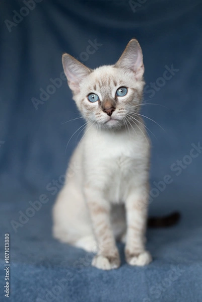 Obraz Thai kitten on a blue background
